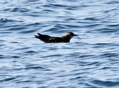 Stercorarius parasiticus