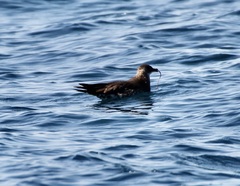 Stercorarius parasiticus