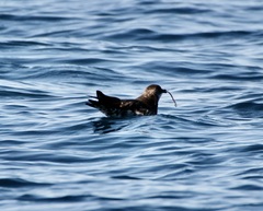 Stercorarius parasiticus
