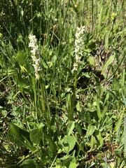 Platanthera dilatata albiflora