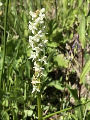 Platanthera dilatata albiflora