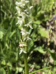 Platanthera dilatata albiflora