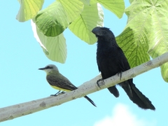 Tyrannus albogularis