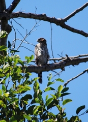 Accipiter cooperii