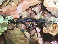 Plethodon yonahlossee