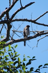 Accipiter cooperii