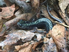 Plethodon amplus