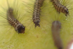 Apantesis proxima