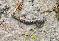 Plethodon yonahlossee