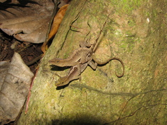 Anolis uniformis