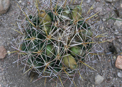 Coryphantha robustispina uncinata