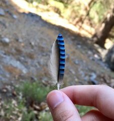 Garrulus glandarius cretorum