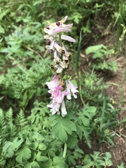 Corydalis caseana
