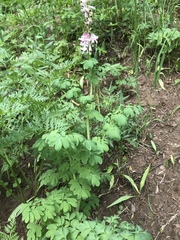 Corydalis caseana