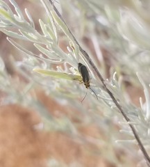 Trirhabda sericotrachyla