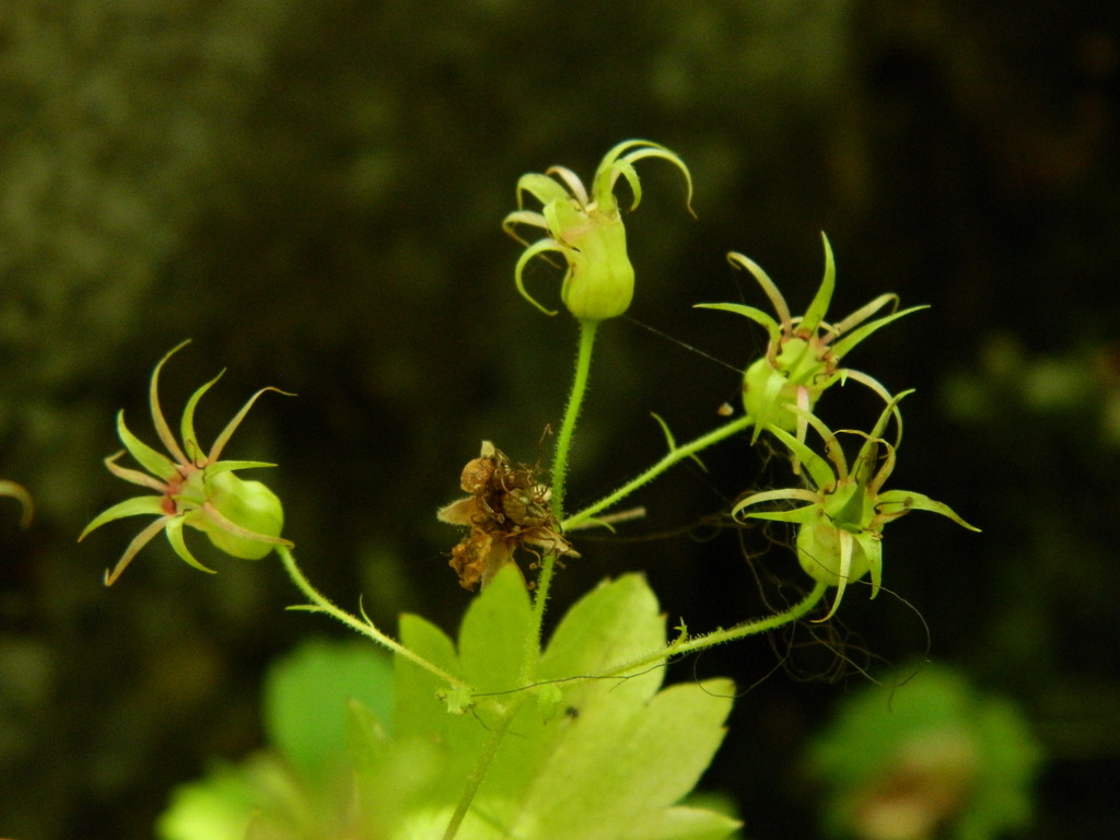 Oregon Bolandra in July 2020 by mhays · iNaturalist