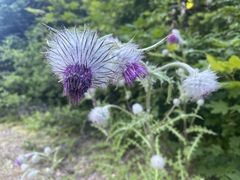 Cirsium edule
