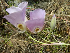 Calochortus nitidus