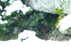 Abrothrix olivacea