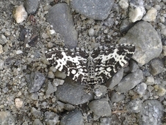 Rheumaptera hastata