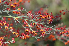 Daviesia physodes