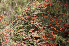 Daviesia physodes
