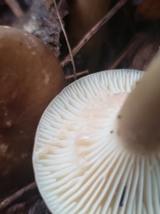 Lactifluus petersenii