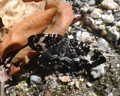 Rheumaptera hastata