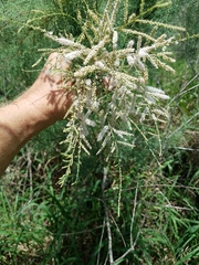 Tamarix chinensis