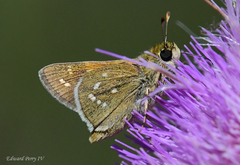 Hesperia attalus slossonae