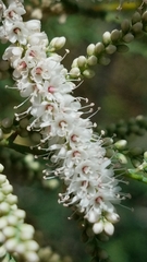Tamarix chinensis