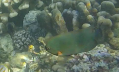 Neoglyphidodon crossi