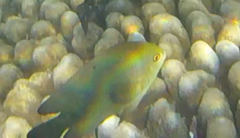 Neoglyphidodon crossi