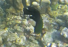 Neoglyphidodon crossi