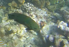 Neoglyphidodon crossi