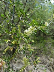 Senegalia wrightii