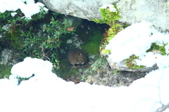Abrothrix olivacea
