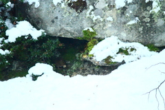 Abrothrix olivacea