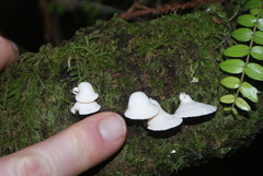 Gloeoporus phlebophorus