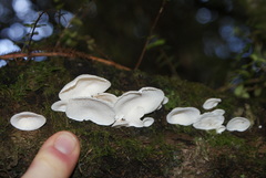 Gloeoporus phlebophorus