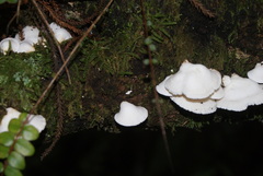Gloeoporus phlebophorus