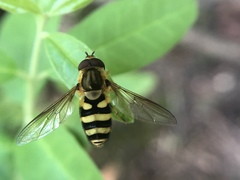 Syrphus knabi