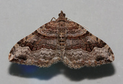 Xanthorhoe defensaria