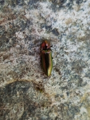 Nitidolimonius resplendens