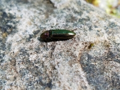 Nitidolimonius resplendens