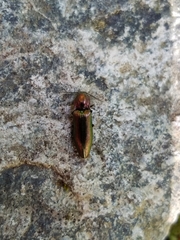 Nitidolimonius resplendens