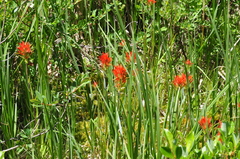 Castilleja suksdorfii