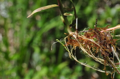 Castilleja suksdorfii