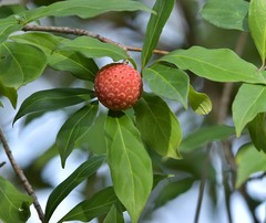Cornus capitata