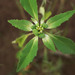 Euphorbia davidii - Photo (c) Steve Ganley, osa oikeuksista pidätetään (CC BY-NC), uploaded by Steve Ganley